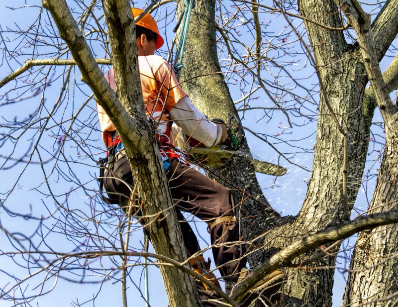 Tree Service